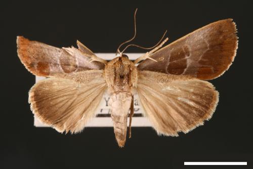 Westermannia elliptica[00004368]