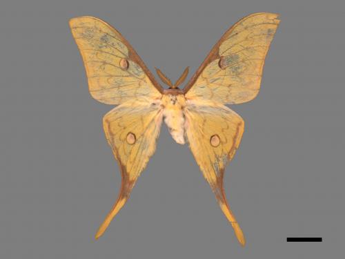 Actias heterogyna subaurea[台灣長尾水青蛾][00016376]