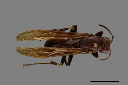 Polistes gigas[巨長腳蜂][00074313]