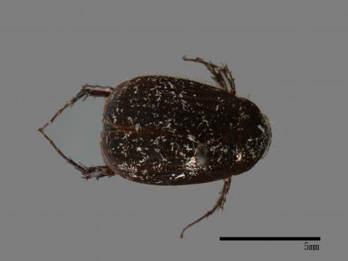 <已分類>Family：Scarabaeidae[金龜子科][00026304]