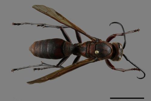 Polistes tenebricosus[赭褐長腳蜂][00117556]