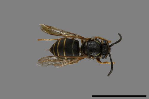 Vespula flaviceps[細黃胡蜂][00073285]