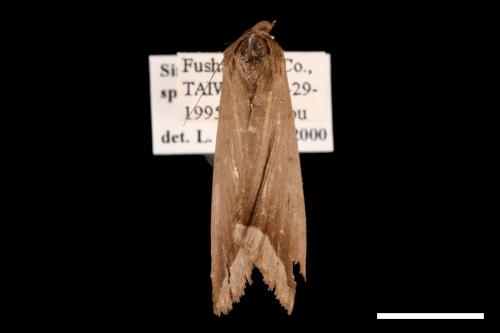 <已分類>Genus：Simplicia[00011442]