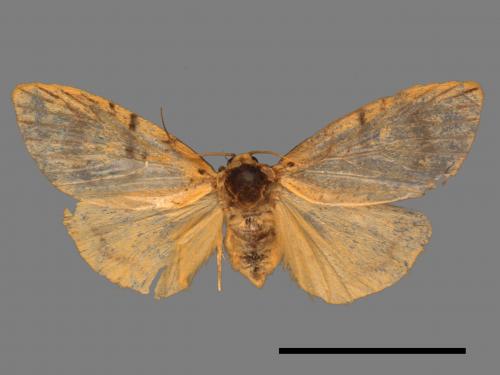 Asura alikangiae[關山豔苔蛾][00044830]