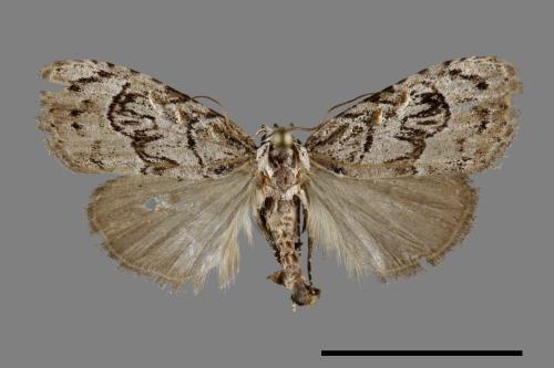 <已分類>Family：Noctuidae[夜蛾科][00094947]