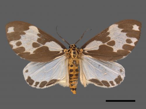 Nyctemera formosana[後凸蝶燈蛾][00014919]