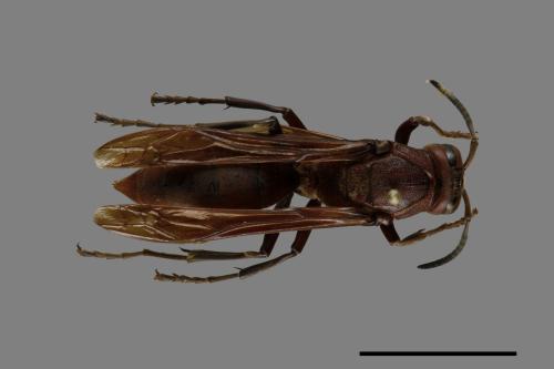 Polistes tenebricosus[赭褐長腳蜂][00074308]