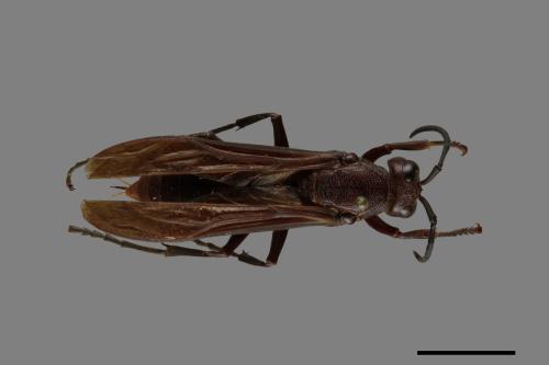 Polistes gigas[巨長腳蜂][00074417]