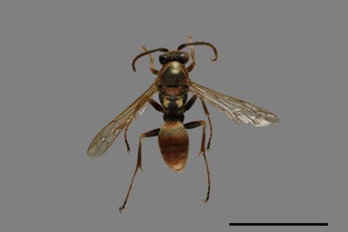 Polistes takasagonus[雙斑長腳蜂][00072733]