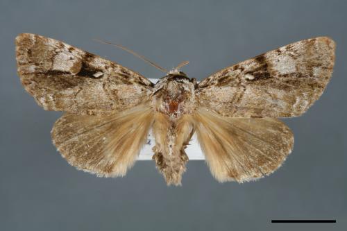 Anacronicta nitida[明后夜蛾][00000111]