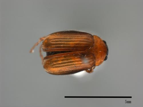 <已分類>Family：Scarabaeidae[金龜子科][00046876]