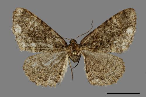 Parectropis subflava[雙白斑尺蛾][00091263]