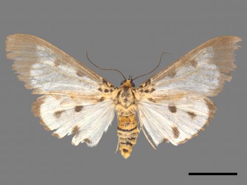 Asota plana lacteata[長斑擬燈蛾][00045627]