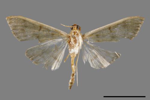 <已分類>Family：Crambidae[草螟科][00027351]