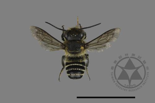 <已分類>Genus：Megachile[切葉蜂屬][00198322]