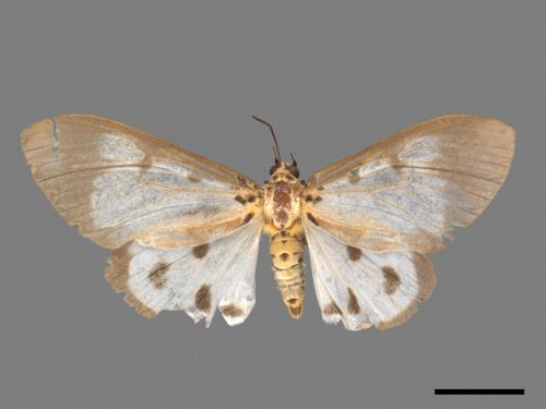 Asota plana lacteata[長斑擬燈蛾][00057307]