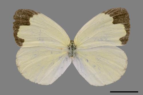 Eurema blanda arsakia[臺灣黃蝶][00060220]