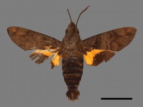 Macroglossum pyrrhosticta[黃斑長喙天蛾][00050292]