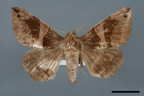 Dysgonia arcuata[00005701]