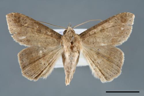 <已分類>Genus：Ericeia[00006490]