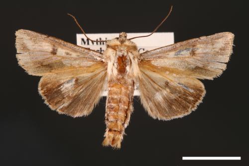 Mythimna albomarginata rubea[白緣秘夜蛾][00001529]