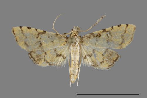 <已分類>Family：Crambidae[草螟科][00099857]
