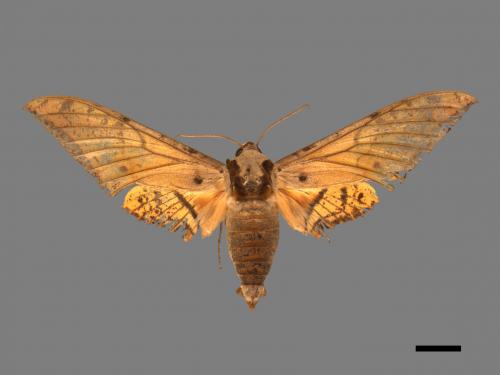 Ambulyx sericeipennis[臺灣鷹翅天蛾][00017432]