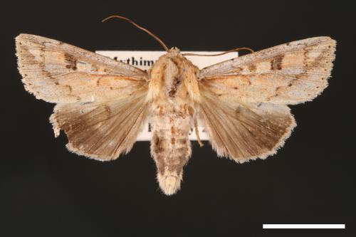 Mythimna albomarginata rubea[白緣秘夜蛾][00001512]