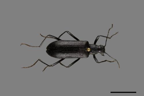 <已分類>Family：Tenebrionidae[擬步行蟲科][00099756]