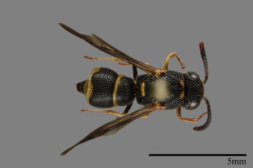 Parancistrocerus kuraruensis[鐘腰螨寄蜾臝][00100824]