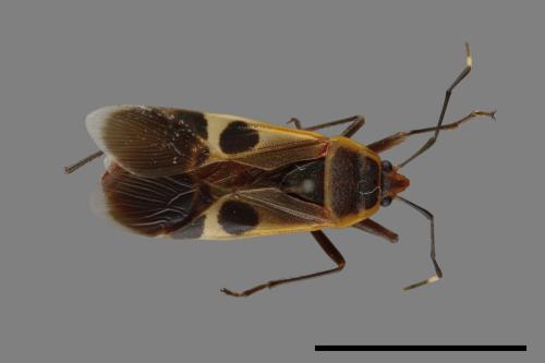 Physopelta gutta[大星椿象][00040667]