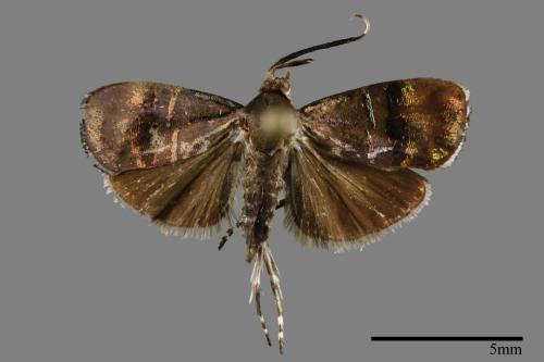 <已分類>Family：Pyralidae[螟蛾科][00024500]