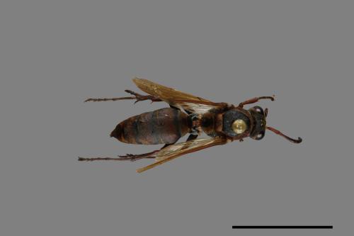 Polistes takasagonus[雙斑長腳蜂][00072794]