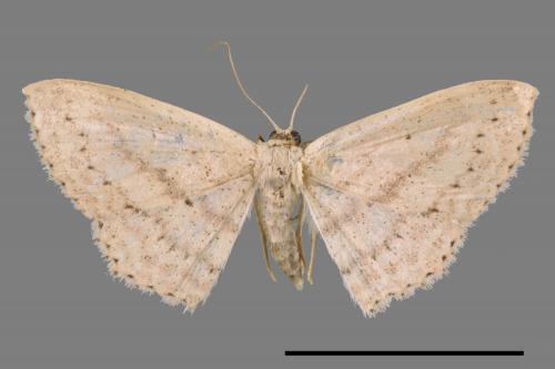 <已分類>Genus：Scopula[00036351]