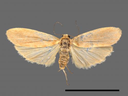 Tigrioides immaculatus[黃苔蛾][00052643]