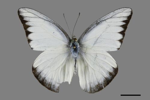 Appias lyncida eleonora[臺灣粉蝶][00101575]