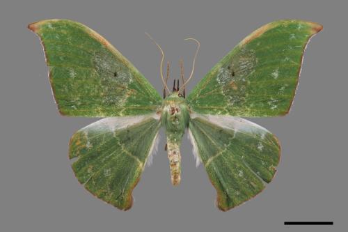 Tanaorhinus viridiluteatus[雙點鐮翅青尺蛾][00061101]