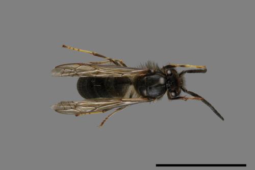 Vespula flaviceps[細黃胡蜂][00073424]