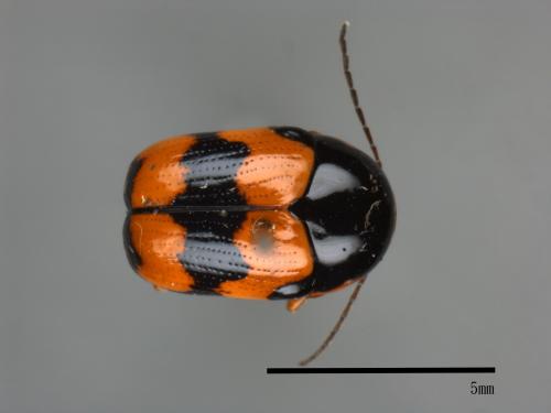 <已分類>Family：Chrysomelidae[金花蟲科][00080474]