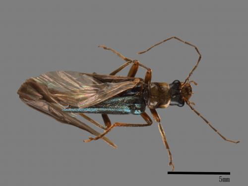 <已分類>Family：Cantharidae[菊虎科][00046824]