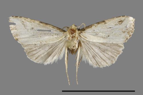 <已分類>Order：Lepidoptera[鱗翅目][00091935]