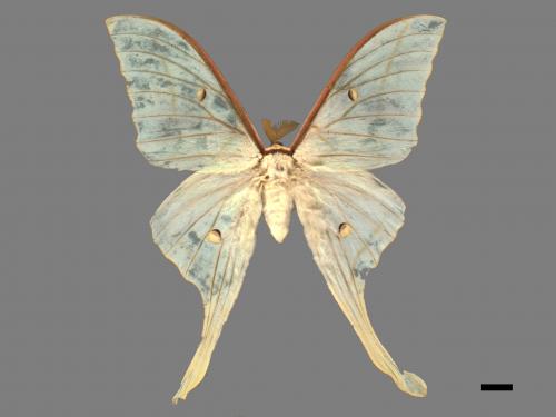 Actias selene ningpoana[長尾水青蛾][00016308]