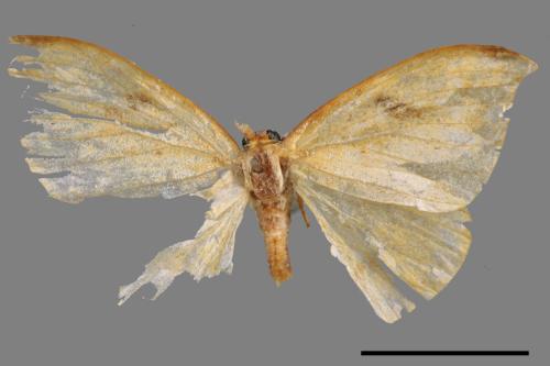 Callidrepana patrana[五倍樹鉤蛾][00039835]