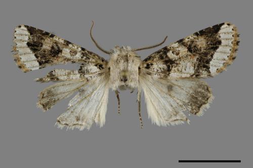 Orthosia limbata[00118007]