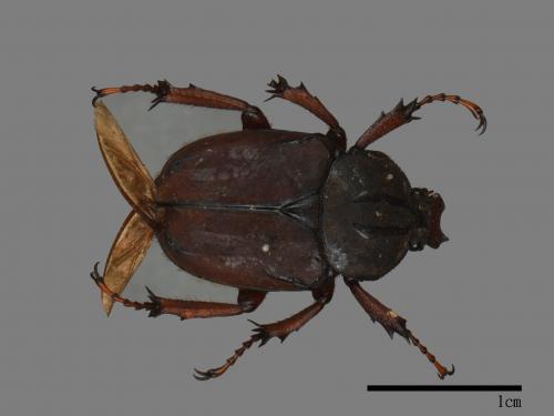 Dicranocephalus bourgoini[台灣鹿角金龜][00081517]