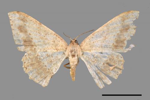 Luxiaria mitorrhaphes[雙斑鈎尺蛾][00045746]