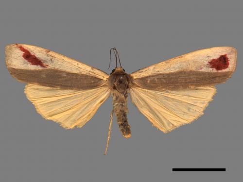 Agylla divisa[梯雙分華苔蛾][00052761]