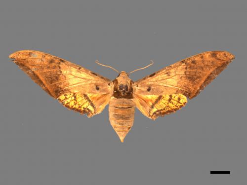 Ambulyx sericeipennis[臺灣鷹翅天蛾][00017436]