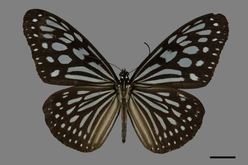 Ideopsis similis[琉球青斑蝶][00093811]