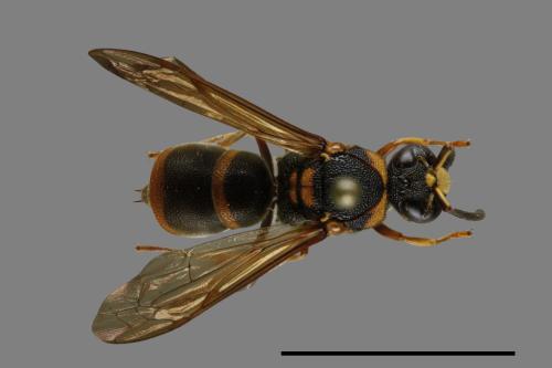 Anterhynchium flavomarginatum formosicola[黃緣蜾嬴][00100865]